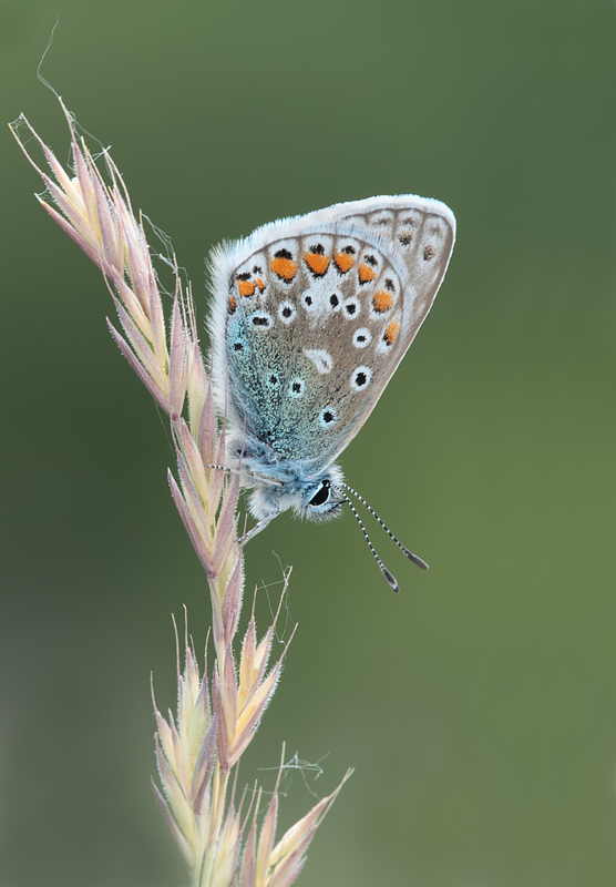 Common Blue 4